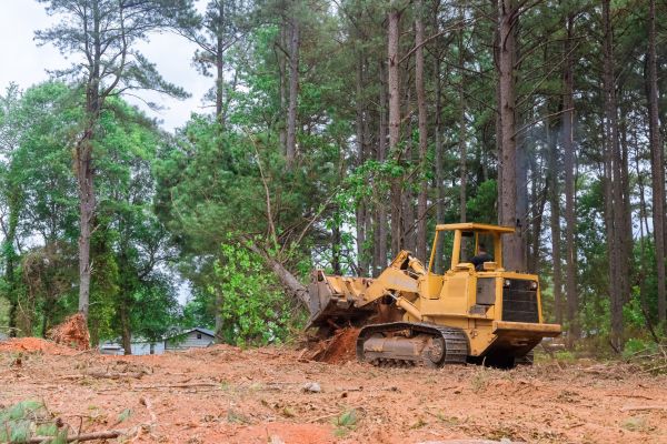 Cost of Forestry Clearing in Austin