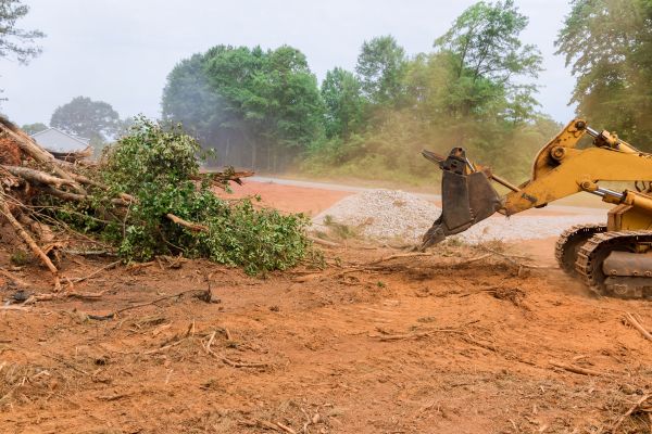 Cost of Forestry Mulching Service in Austin