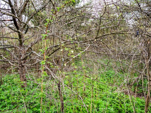 Cost of Underbrush Clearing in Austin