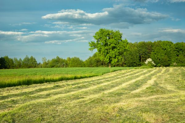 Cost of Vegetation Removal in Austin