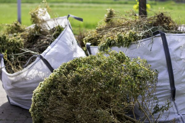 Cost of Bushes Clearing in Austin