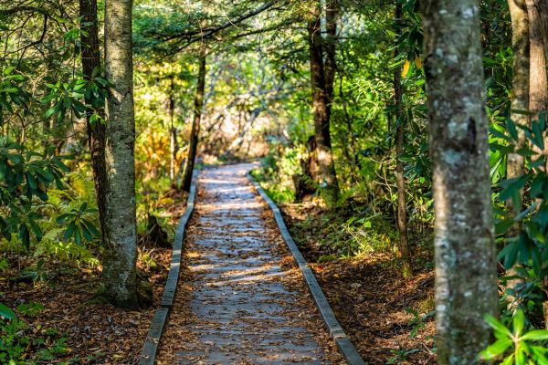 Cost of Trail Clearing in Austin